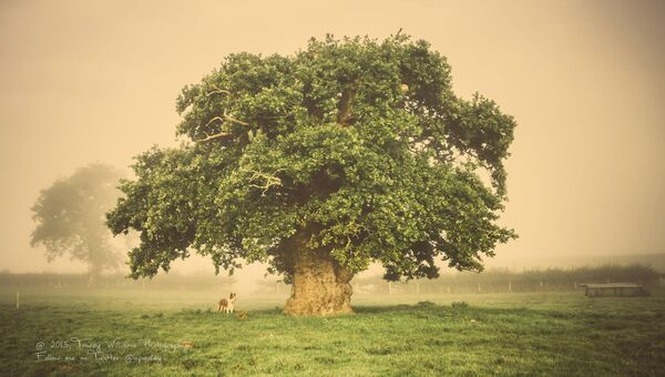 Работа фотографа Tracey Williams Дуб Brimmon для 2017 European Tree of the Year
