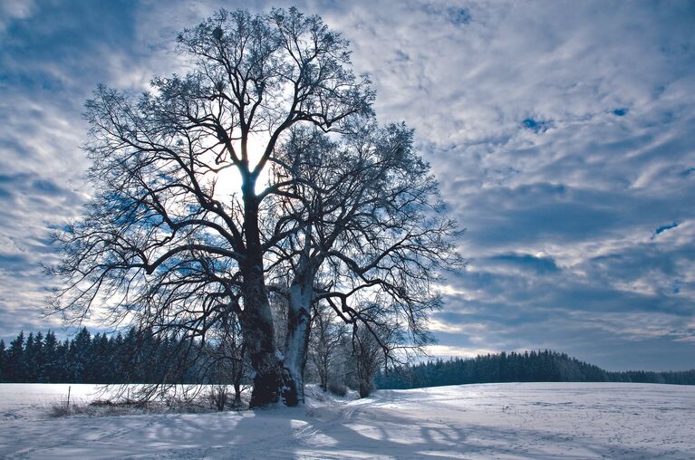 Работа фотографа Ludvik Plasil Lime Tree для 2017 European Tree of the Year