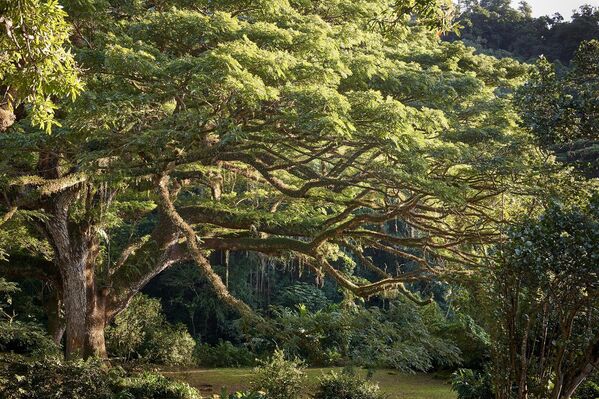 Работа фотографа Jean-Baptiste Barret The Ceron park saman для 2017 European Tree of the Year
