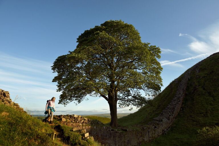 Работа фотографа John Millar The Sycamore Gap Tree для 2017 European Tree of the Year