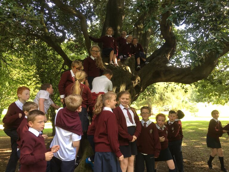 Работа фотографа Paul Clerkin The Holm Oak для 2017 European Tree of the Year