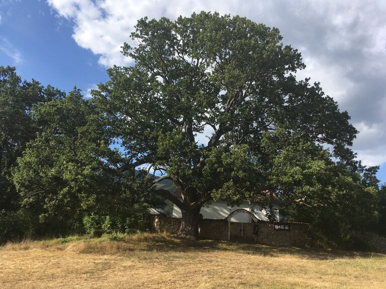 Работа фотографа Lyudmila Gyurova The venerable sessile oak by the Nasalevtsi church для 2017 European Tree of the Year