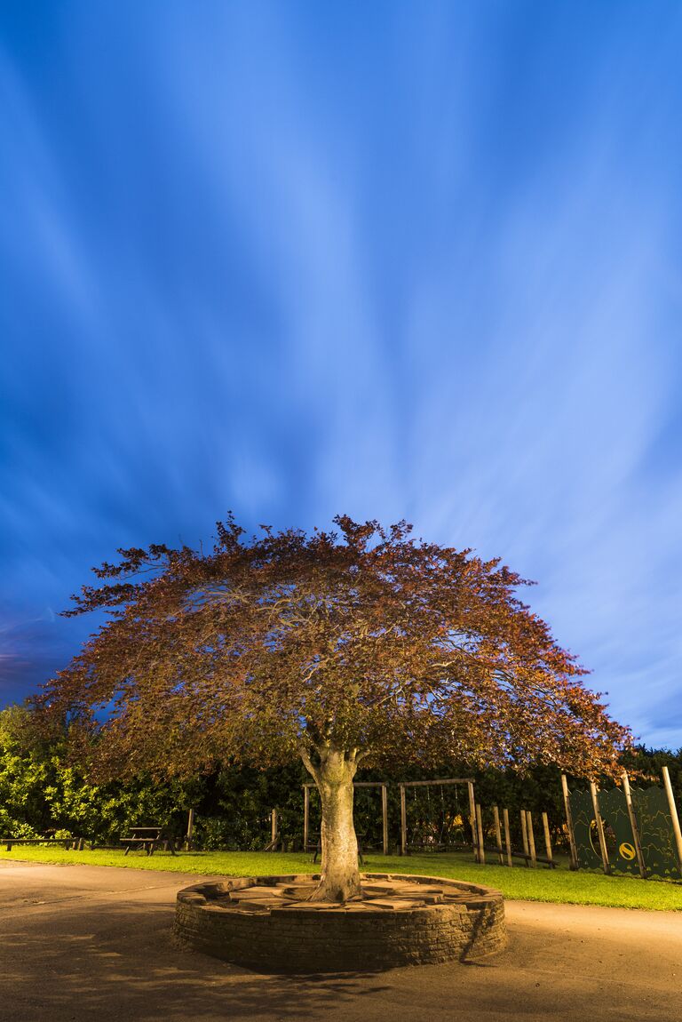 Работа фотографа Niall Benvie The Ding Dong Tree для 2017 European Tree of the Year