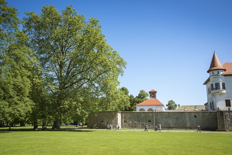 Работа фотографа Alena Hroncova Plane tree from Budatin для 2017 European Tree of the Year