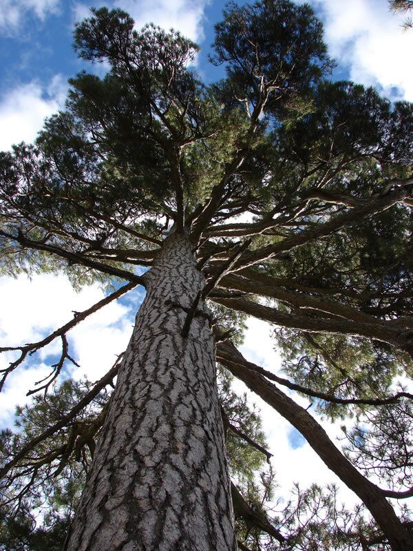 Работа фотографа Excelentisima Diputacion de Avila Aprisquillo Pine для 2017 European Tree of the Year