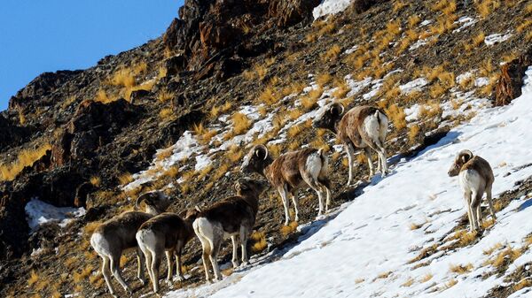 ОНФ в Алтайском крае взял на особый контроль учет численности диких животных