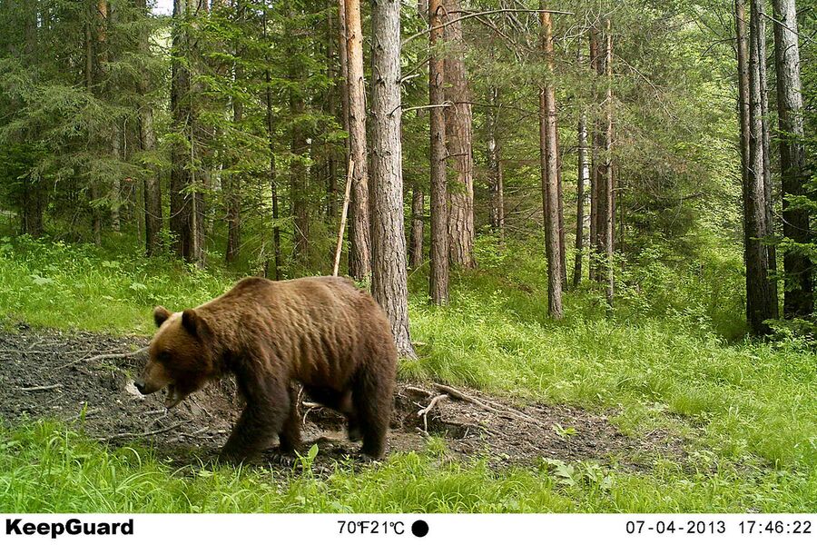 Медведь в заповеднике Столбы