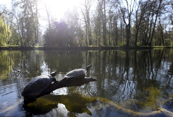 Черепахи в парке Максимир в Загребе, Хорватия