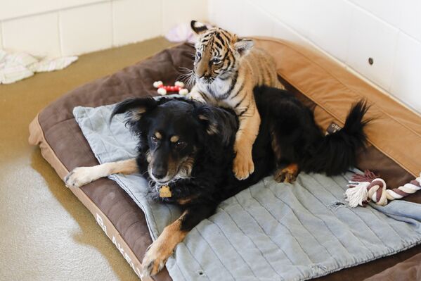 В зоопарке и ботаническом саду Цинциннати малазийский тигренок играет с домашней собакой