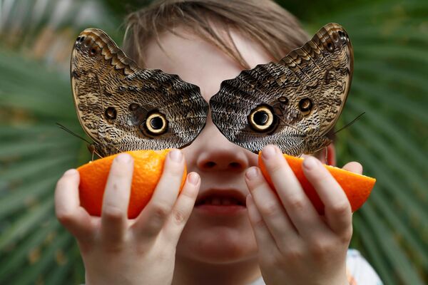 Ежегодная выставка экзотических бабочек Sensational Butterflies в музее естественной истории в Лондоне