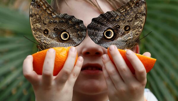 Ежегодная выставка экзотических бабочек Sensational Butterflies в музее естественной истории в Лондоне