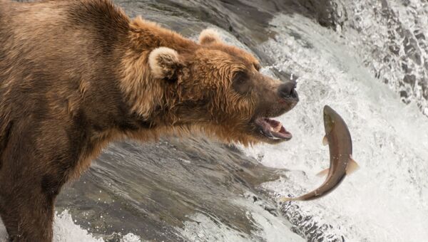 Бурый медведь ловит лосось, Аляска