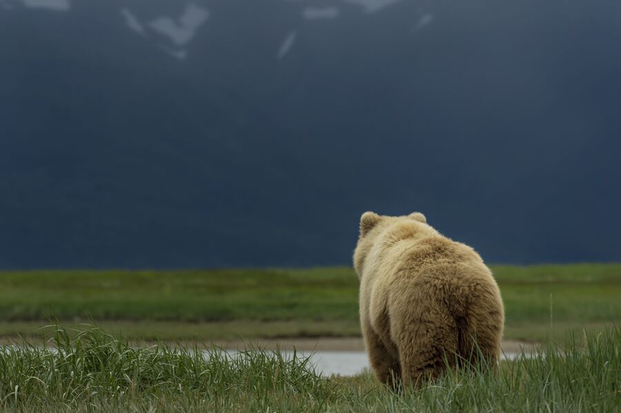 Бурый медведь в национальном парке Катмай, Аляска