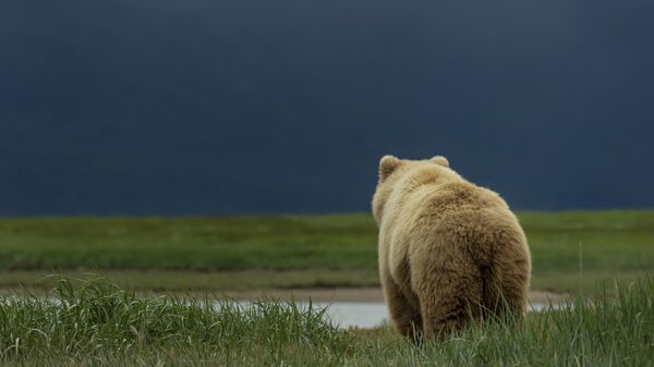 Бурый медведь на Аляске. Архивное фото