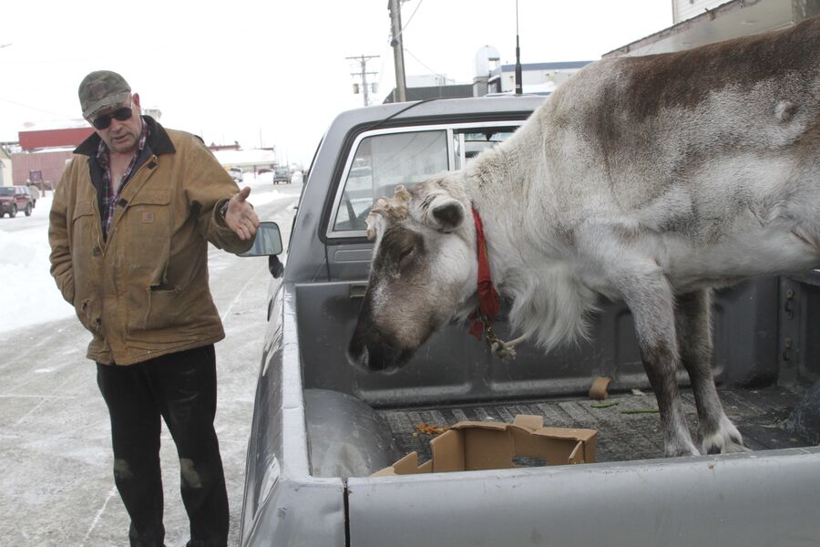 Житель города Ном со своим оленем, Аляска