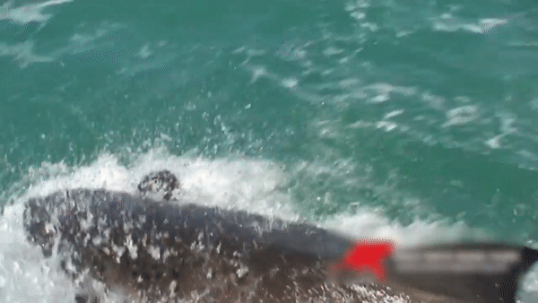 В ЮАР акула съела тюленя на глазах у туристов