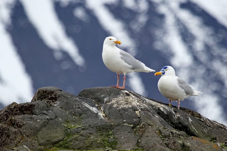 Меченые бургомистры на Земле Франца-Иосифа, Мыс Флора