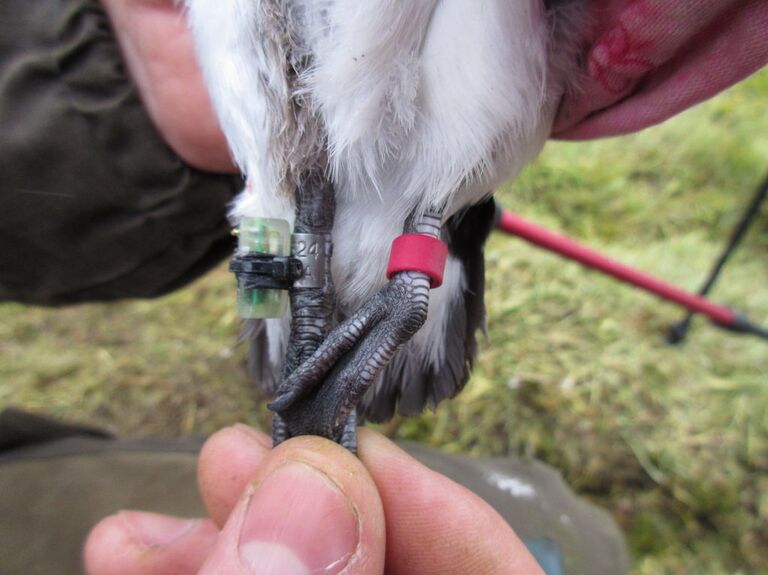 Логгер (датчик, который фиксирует время и освещенность) и кольца на люрике, Земля Франца-Иосифа