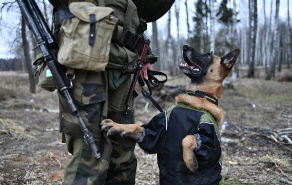 Служебная собака для разминирования с военнослужащим ВС Республики Беларусь во время совместных российско-белорусских учений в Витебске