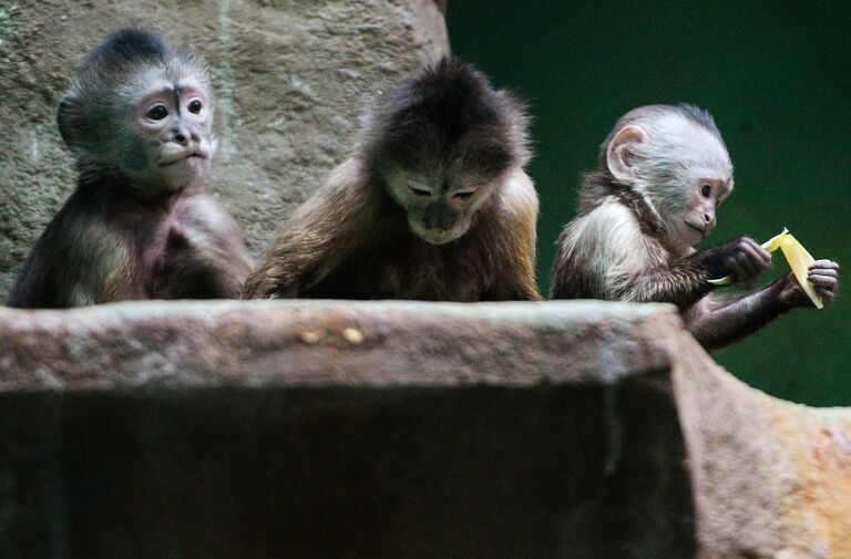 Обезьяны породы капуцин-плакса в Московском зоопарке