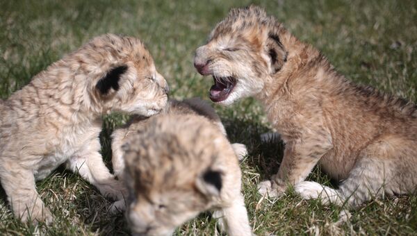 Новорожденные львята в Белогорском парке львов Тайган. Архивное фото