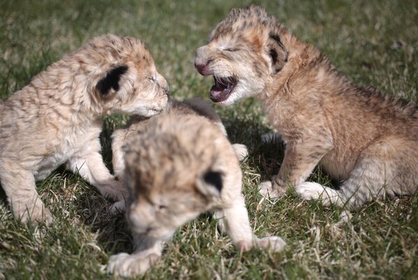 Новорожденные львята в Белогорском парке львов Тайган