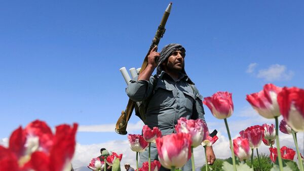 Афганский полицейский участвует в антинаркотической операции в провинции Джалалабад