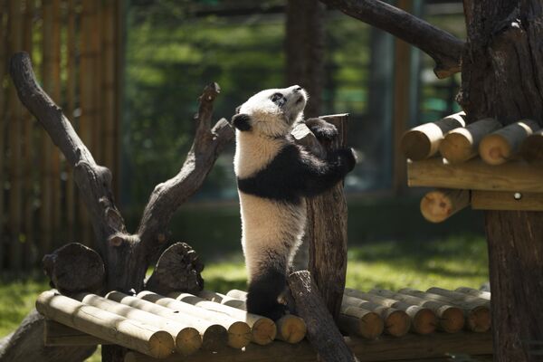 Семимесячный детеныш панды в зоопарке Мадрида
