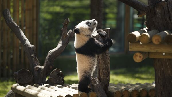 Семимесячный детеныш панды в зоопарке Мадрида