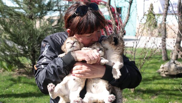 Новорожденные львята на руках у работницы Белогорского парка львов Тайган
