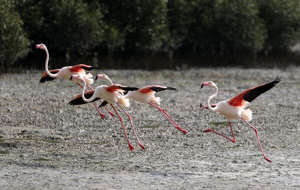 Розовые фламинго в заповеднике Ras al-Khor Wildlife Sanctuary в Дубае
