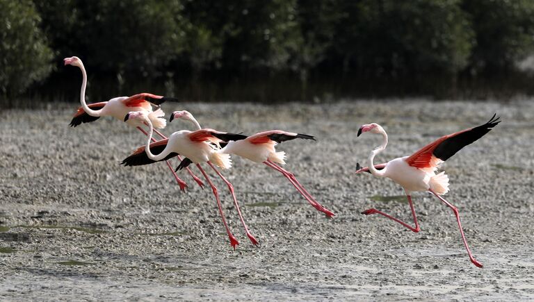 Розовые фламинго в заповеднике Ras al-Khor Wildlife Sanctuary в Дубае