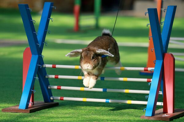 Кролик прыгает через препятствие во время выставки в городе Кромержиж, Чехия