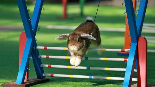 Кролик прыгает через препятствие во время выставки в городе Кромержиж, Чехия