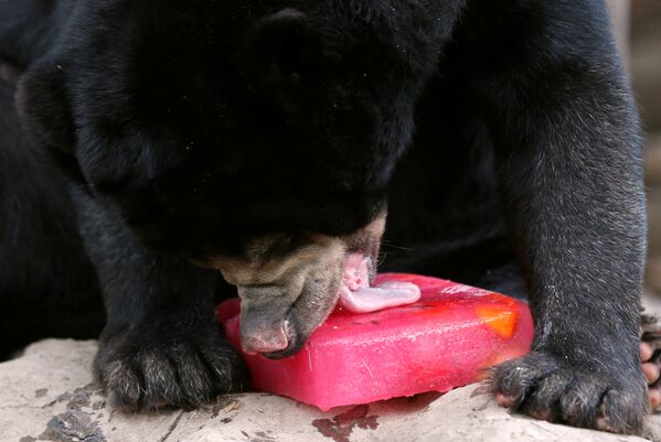 Малайский медведь наслаждается угощением в зоопарке Дусит в Бангкоке