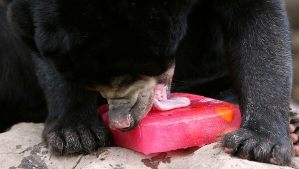 Малайский медведь наслаждается угощением в зоопарке Дусит в Бангкоке