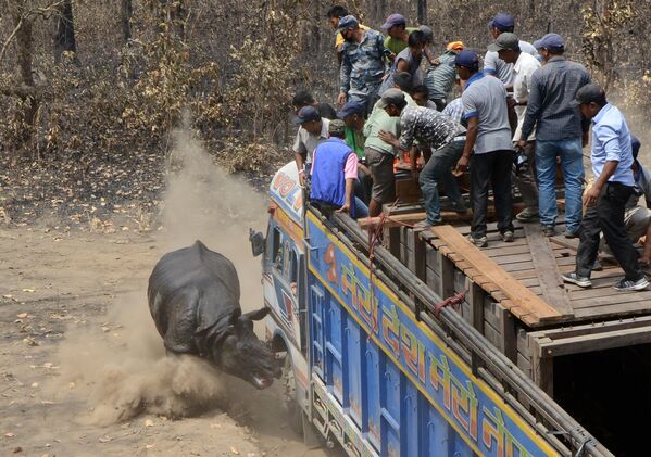 Самец однорогого носорога, выпущенный на свободу в национальном парке Читван в Непале, атаковал сотрудников заповедника и их транспорт
