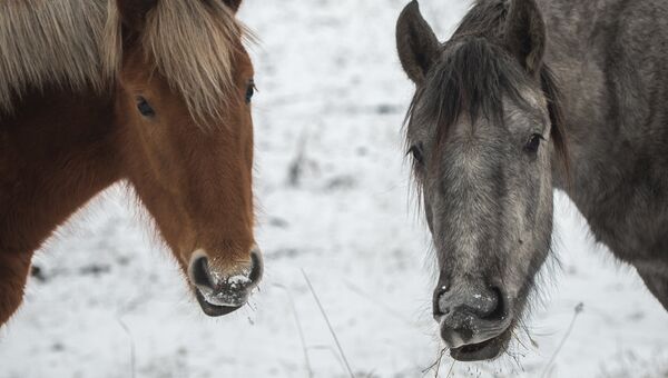 Лошади пасутся на пастбище в Республике Алтай