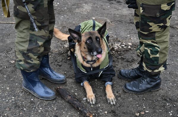 Служебная собака для разминирования с военнослужащими Вооружённых Сил Республики Беларусь во время совместных российско-белорусских учений тактических групп ВДВ в Витебской области Белоруссии