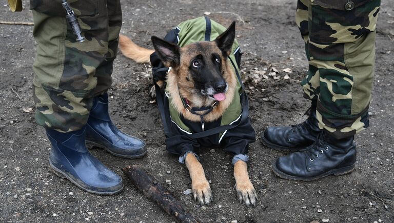 Служебная собака для разминирования с военнослужащими Вооружённых Сил Республики Беларусь во время совместных российско-белорусских учений тактических групп ВДВ в Витебской области Белоруссии