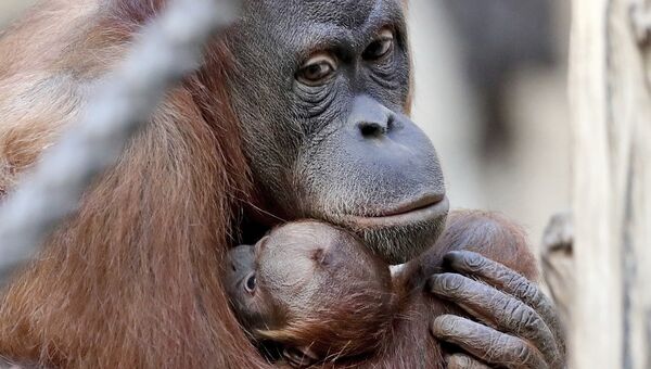 Самка орангутана со своим детенышем в зоопарке Лейпцига