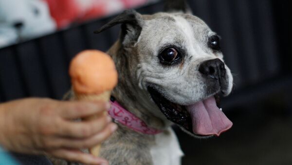 Собака кушает мороженое для животных в городе Мехико