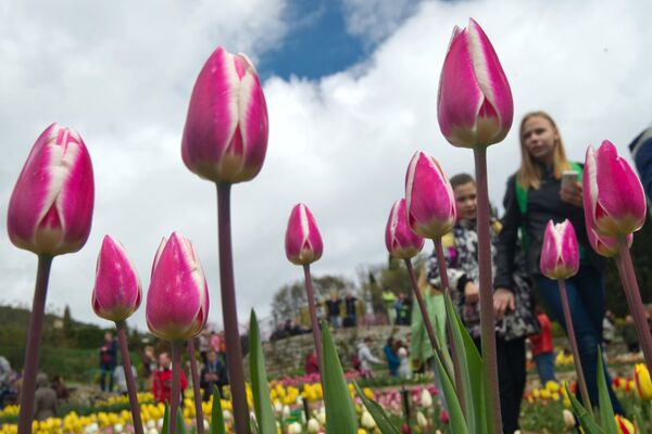Тюльпаны на выставке Парад тюльпанов в Никитском ботаническом саду в Крыму
