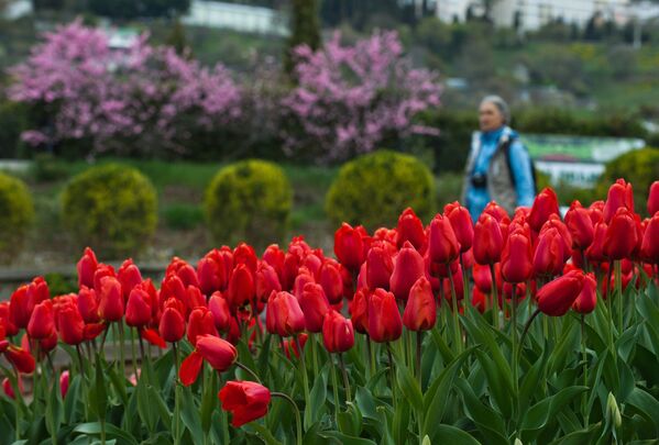 Тюльпаны на выставке Парад тюльпанов в Никитском ботаническом саду в Крыму