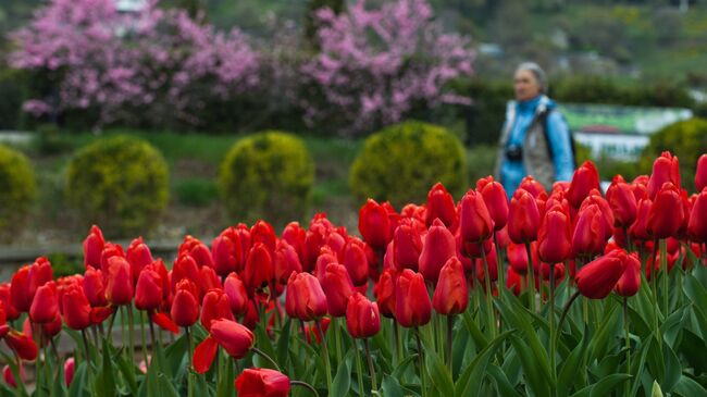 Тюльпаны на выставке Парад тюльпанов в Никитском ботаническом саду в Крыму