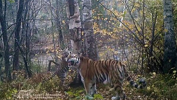 Амурская тигрица попала на камеры Сихотэ-Алинского заповедника