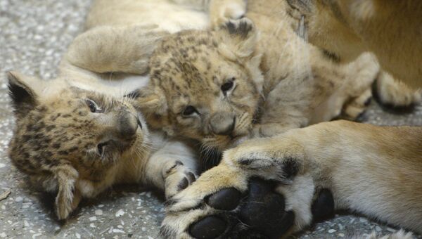 Львята, родившиеся у пары африканских львов Эммы и Эрни, в вольере Екатеринбургского зоопарка
