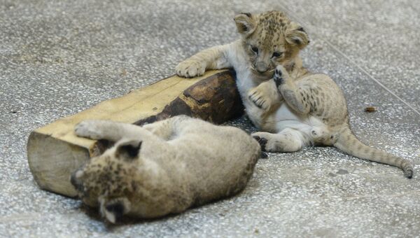 Львята, родившиеся у пары африканских львов Эммы и Эрни, в вольере Екатеринбургского зоопарка