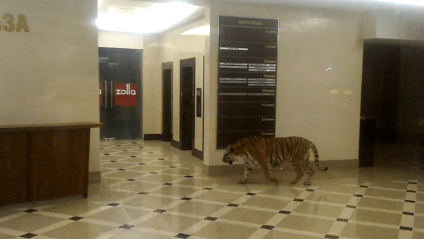 Тигр в Хабаровске
