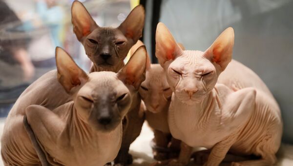 Котята породы петерболд на региональной выставке кошек в Алма-Ате, Казахстан